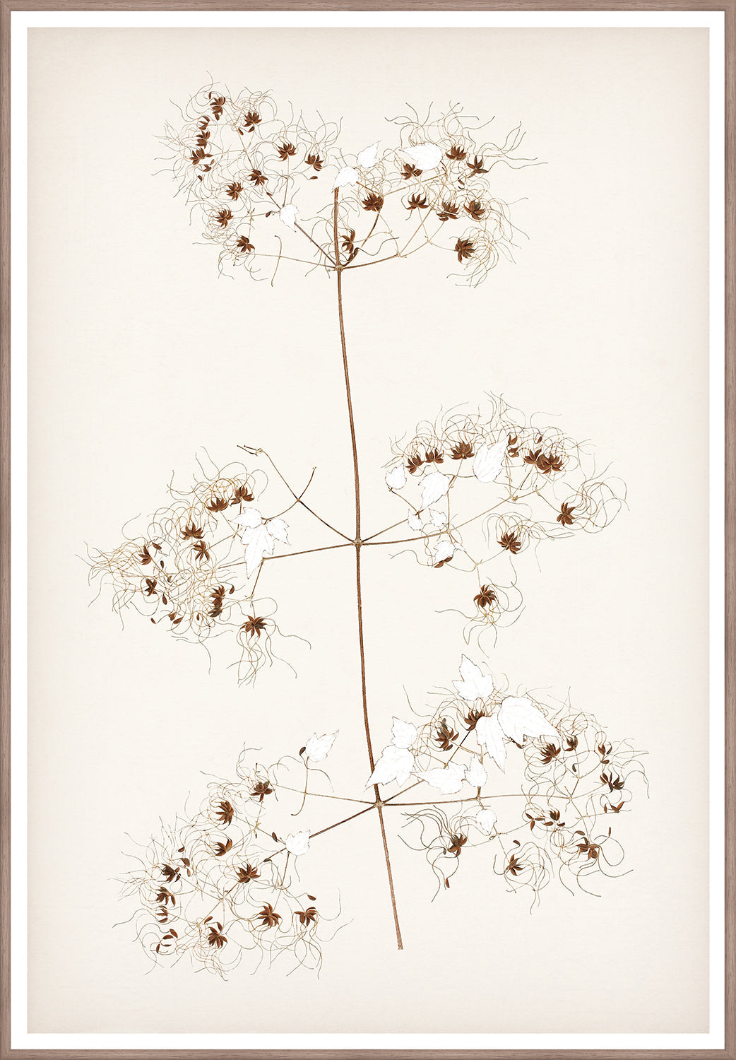 Botanical In Umber I - Large