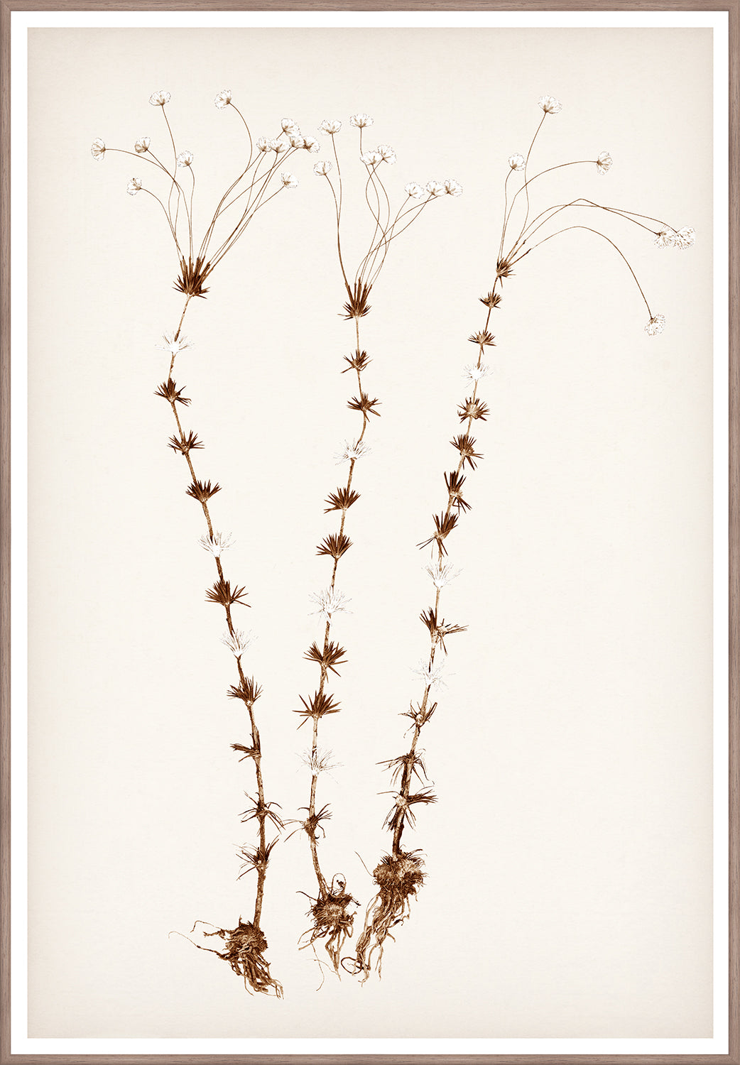Botanical In Umber II - Large