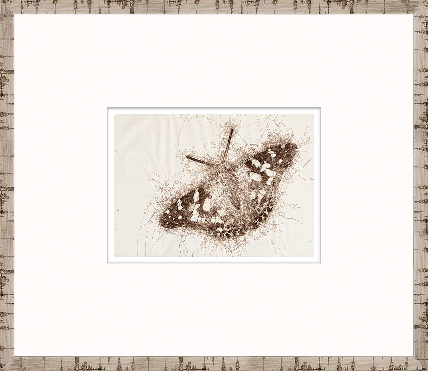 Nature Sketch - Moth