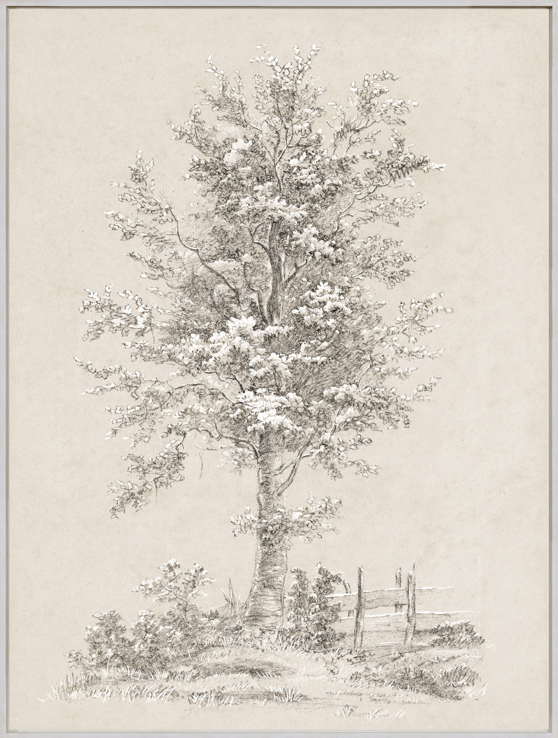 Tree Study - Graphite and Gouache I - Framed Canvas