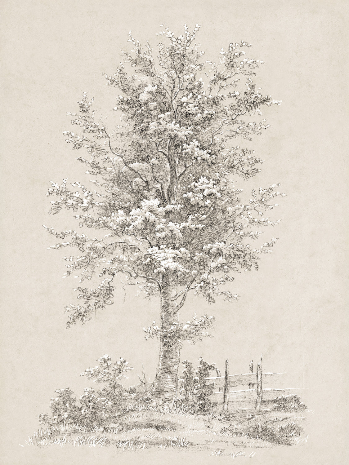 Tree Study - Graphite and Gouache I - Gallery Wrap Canvas