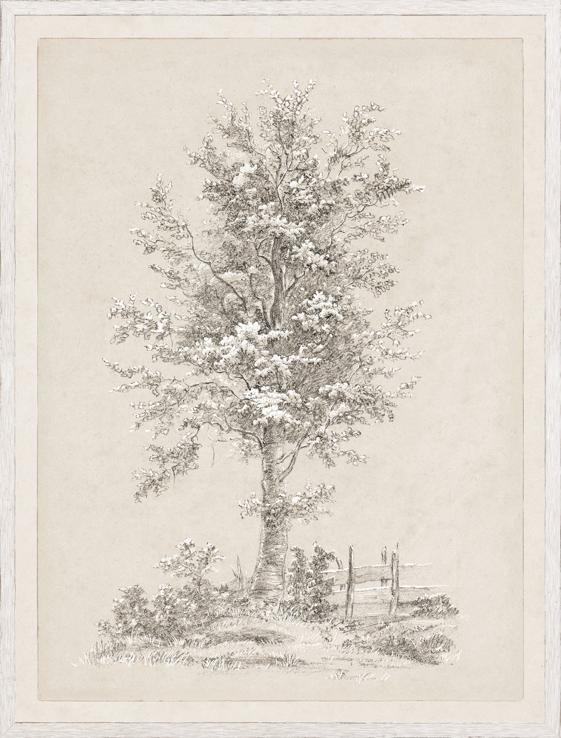 Tree Study - Graphite and Gouache I - Large