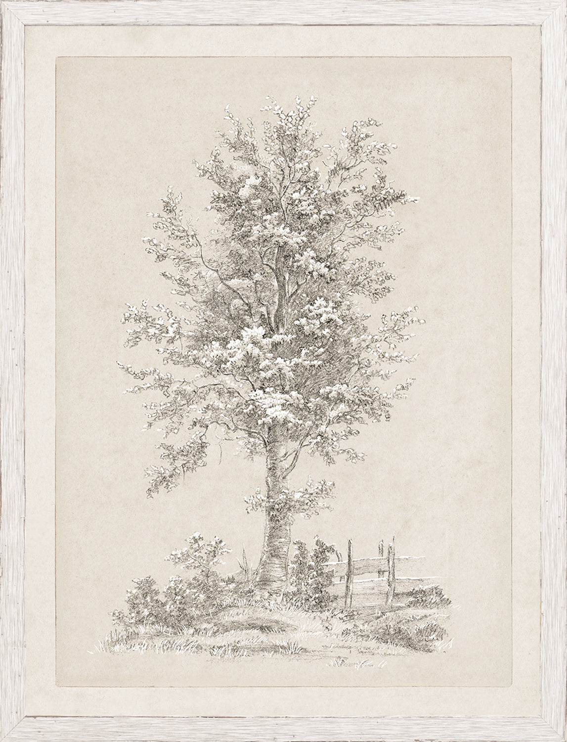 Tree Study - Graphite and Gouache I - Small