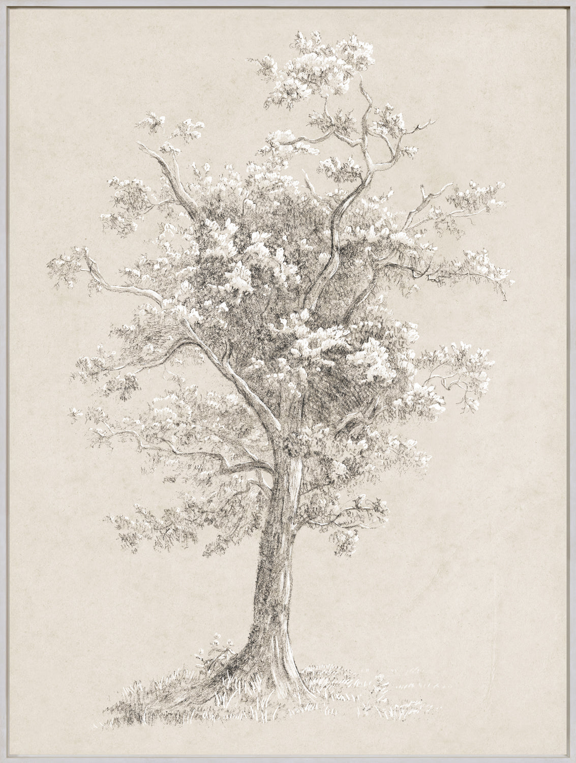 Tree Study - Graphite and Gouache II - Framed Canvas