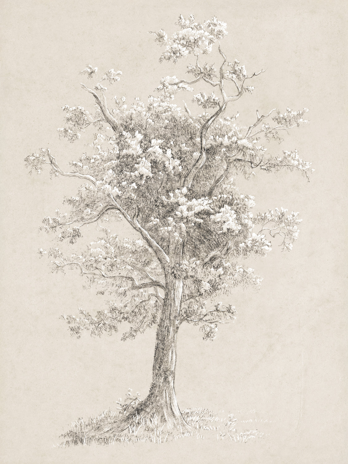 Tree Study - Graphite and Gouache II - Gallery Wrap Canvas