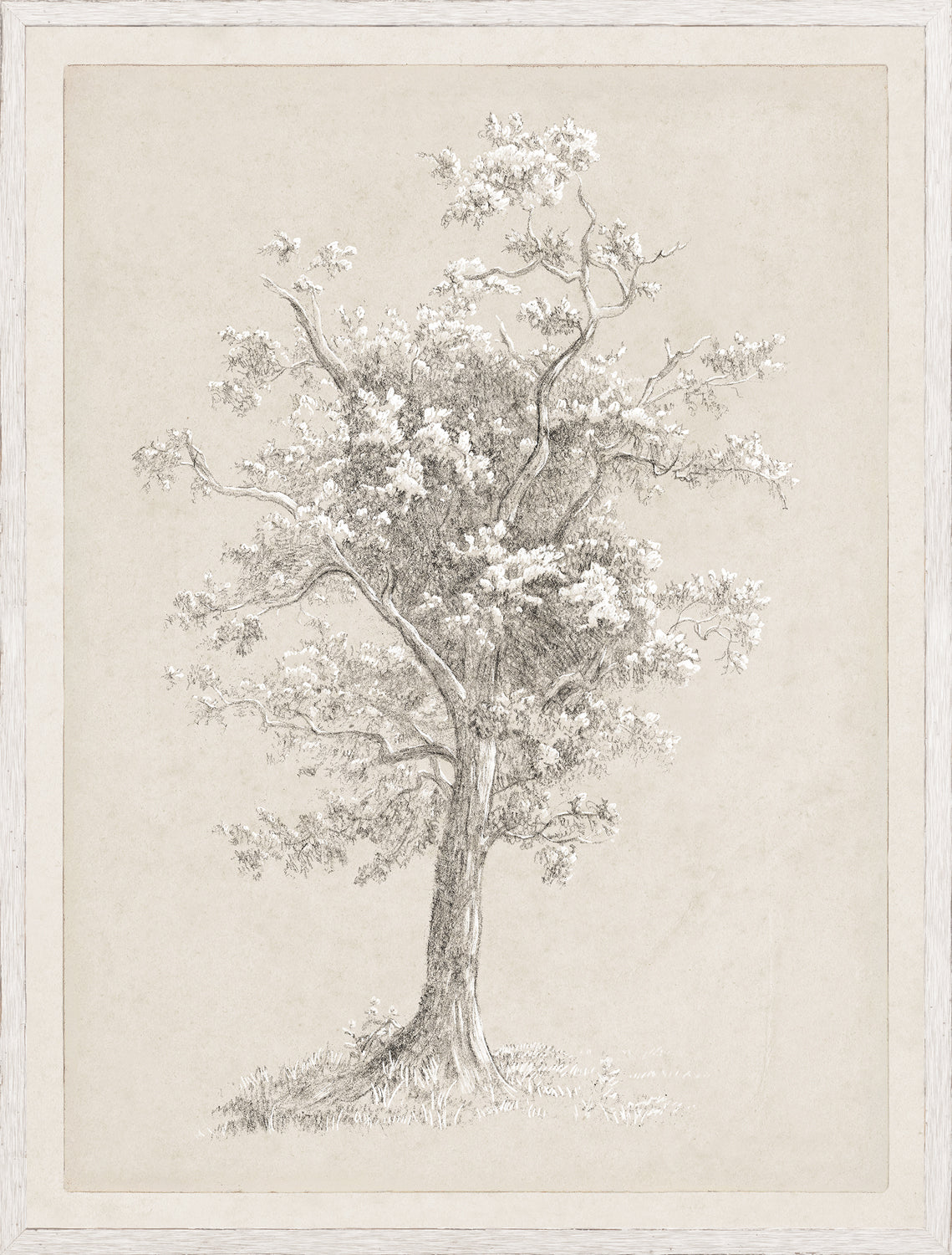 Tree Study - Graphite and Gouache II - Large