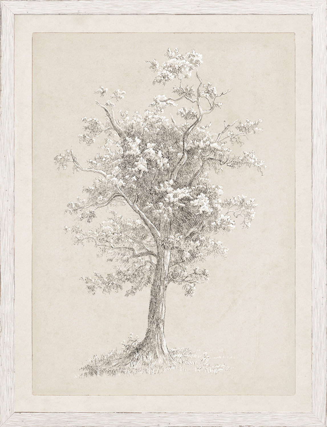 Tree Study - Graphite and Gouache II - Small