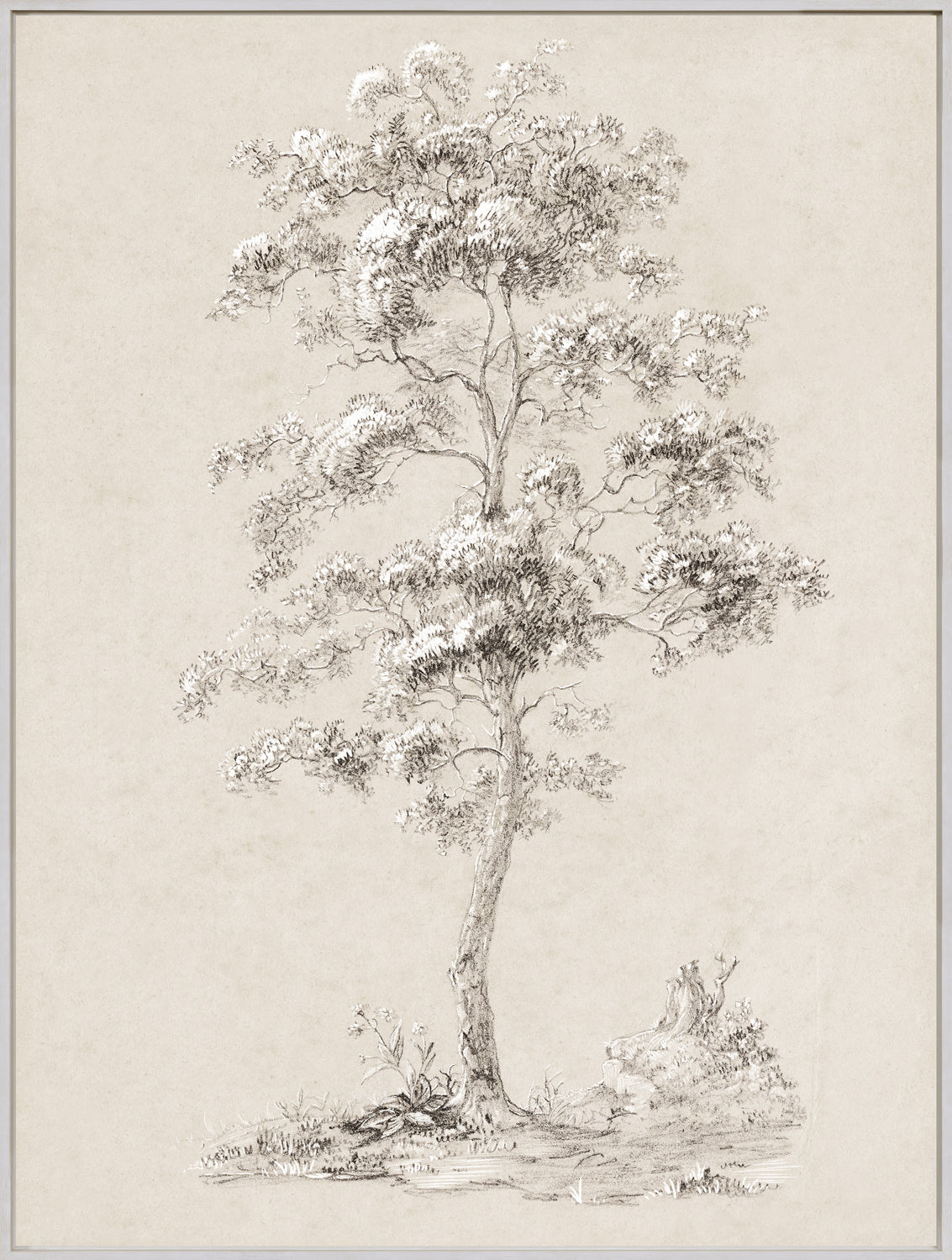 Tree Study - Graphite and Gouache III - Framed Canvas