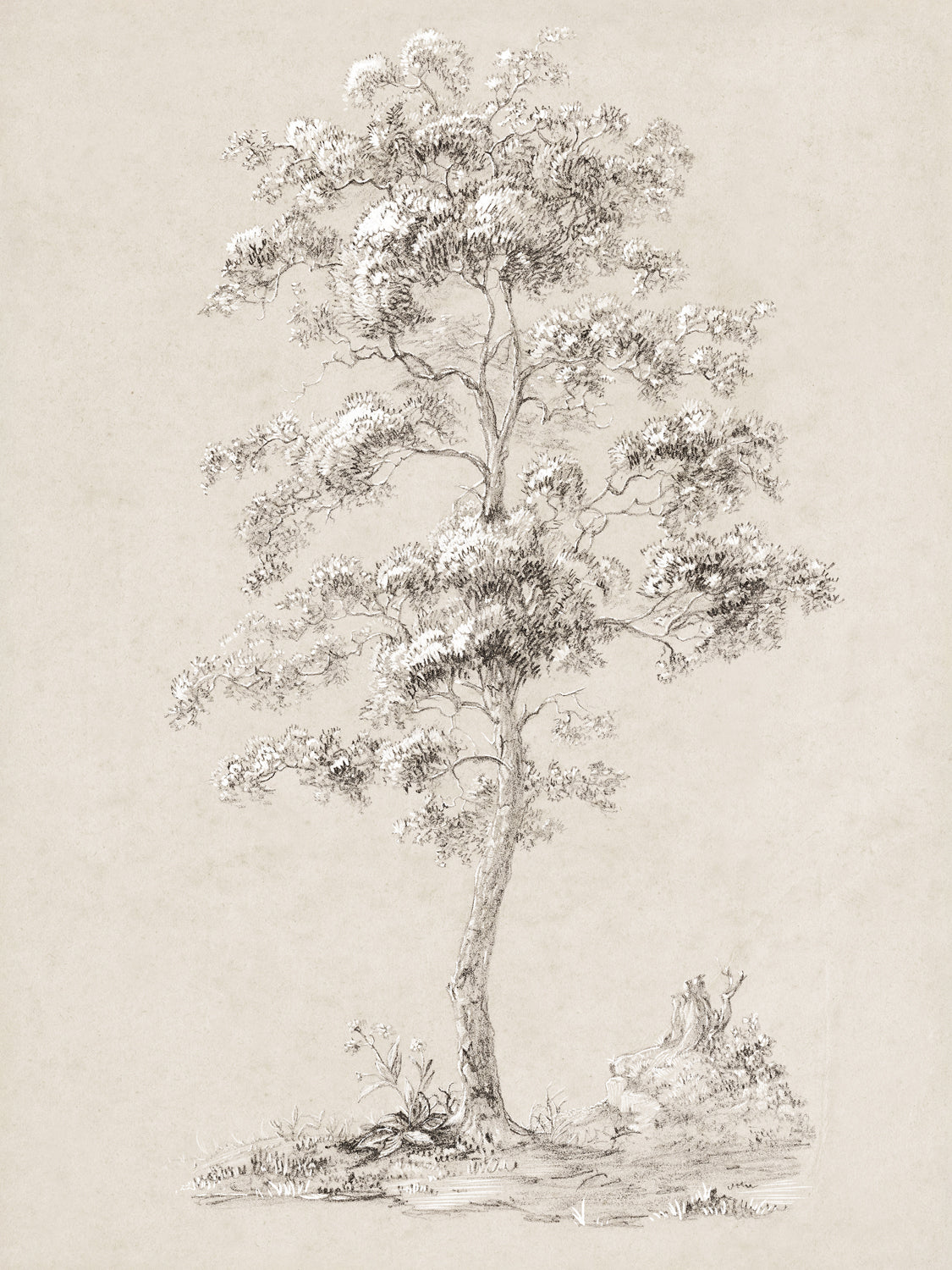 Tree Study - Graphite and Gouache III - Gallery Wrap Canvas
