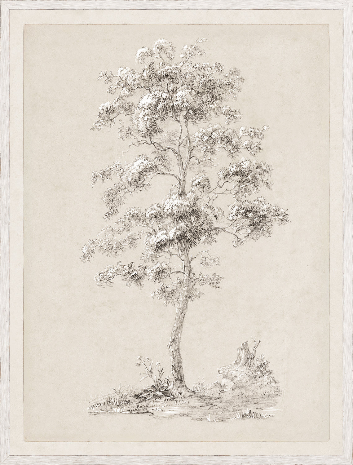 Tree Study - Graphite and Gouache III - Large