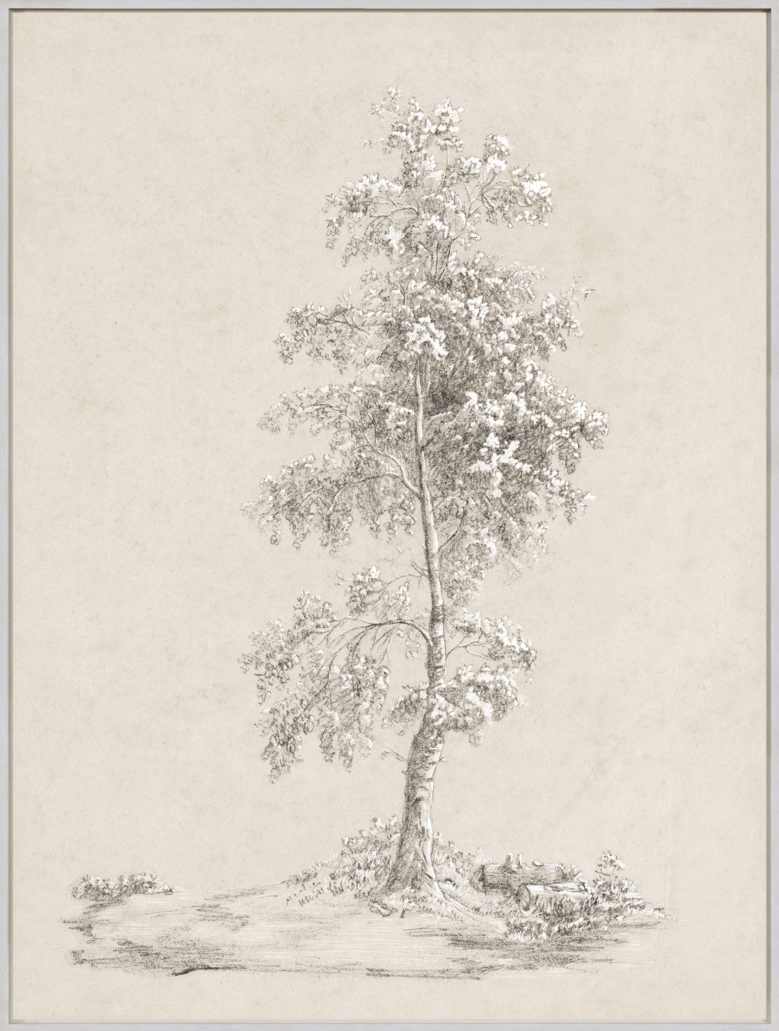 Tree Study - Graphite and Gouache IV - Framed Canvas