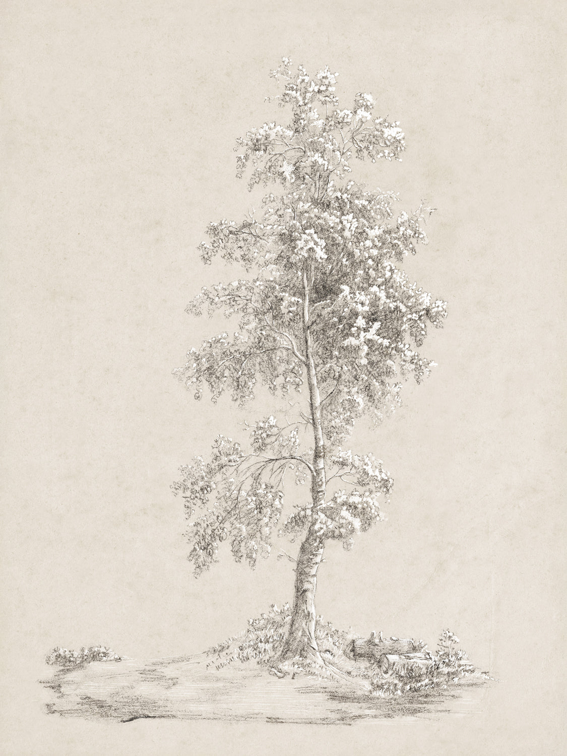 Tree Study - Graphite and Gouache IV - Gallery Wrap Canvas
