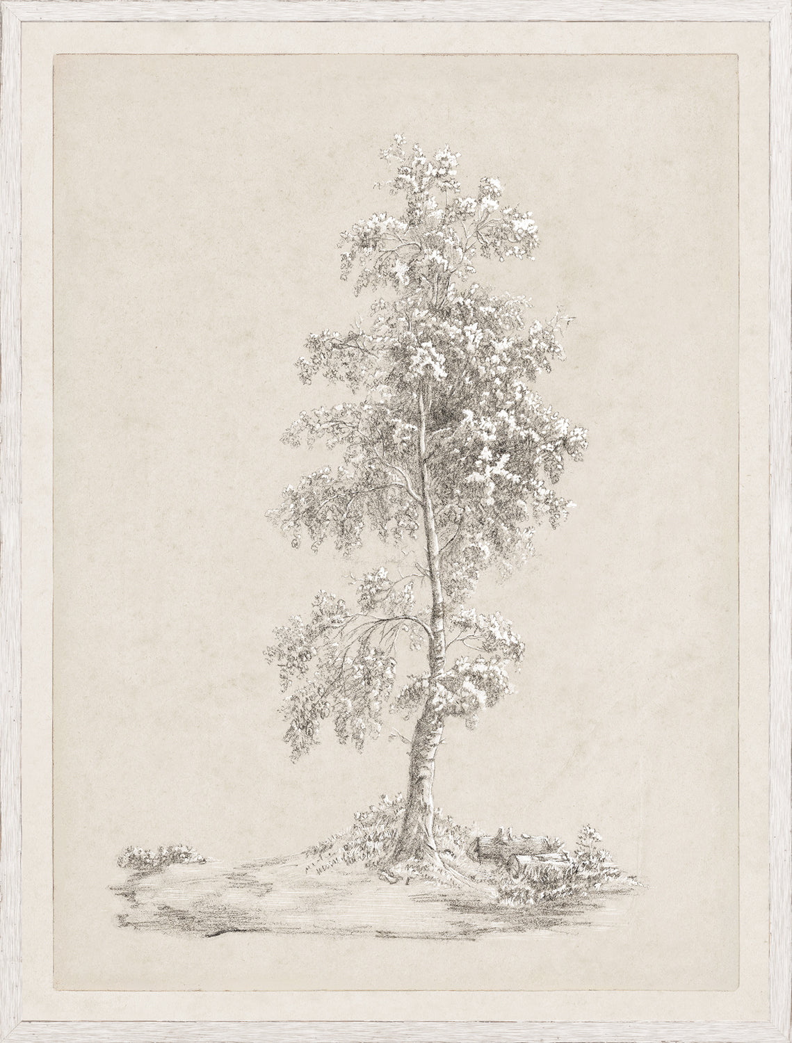 Tree Study - Graphite and Gouache IV - Large