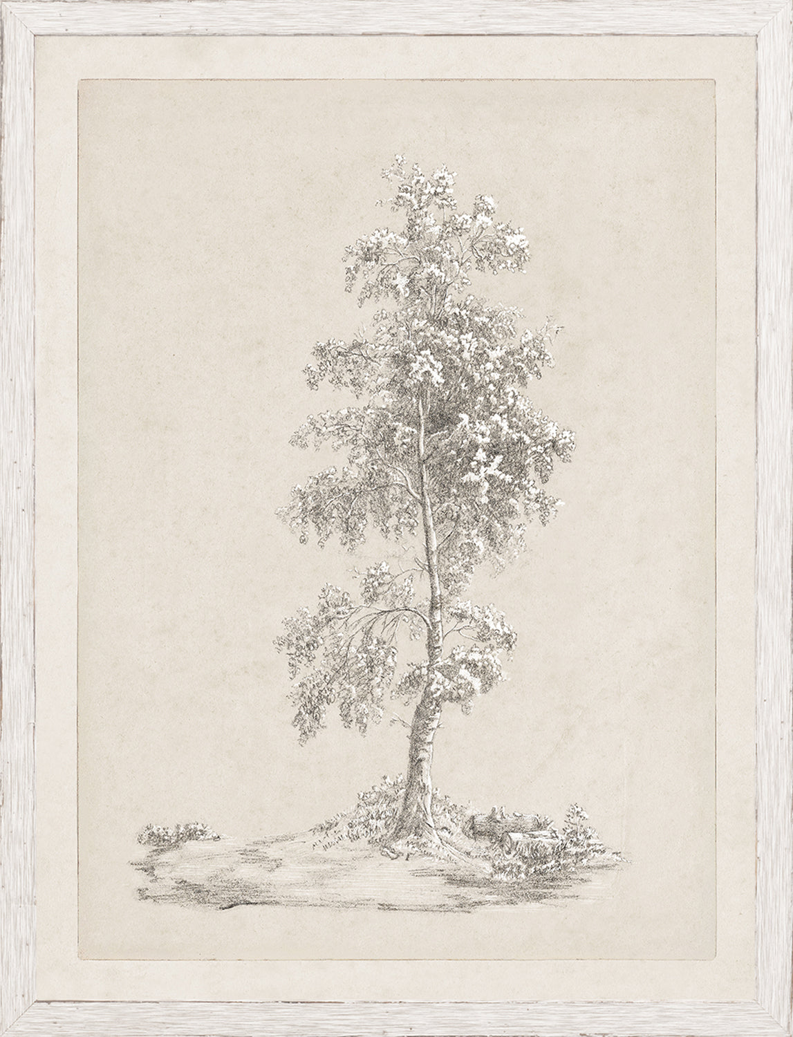 Tree Study - Graphite and Gouache IV - Small