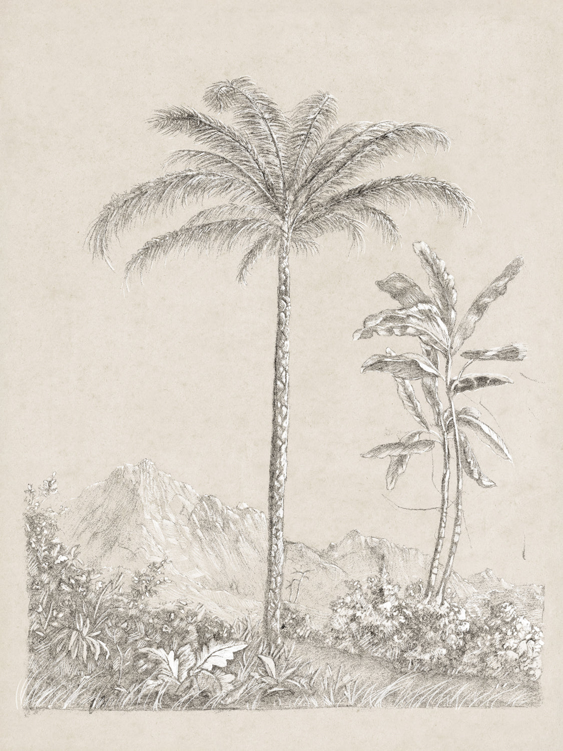 Tree Study - Graphite and Gouache V - Gallery Wrap Canvas