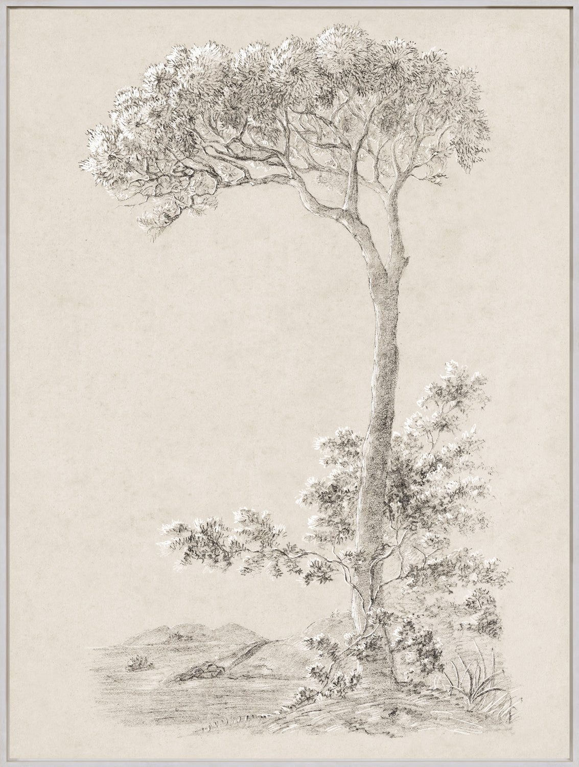 Tree Study - Graphite and Gouache VI - Framed Canvas
