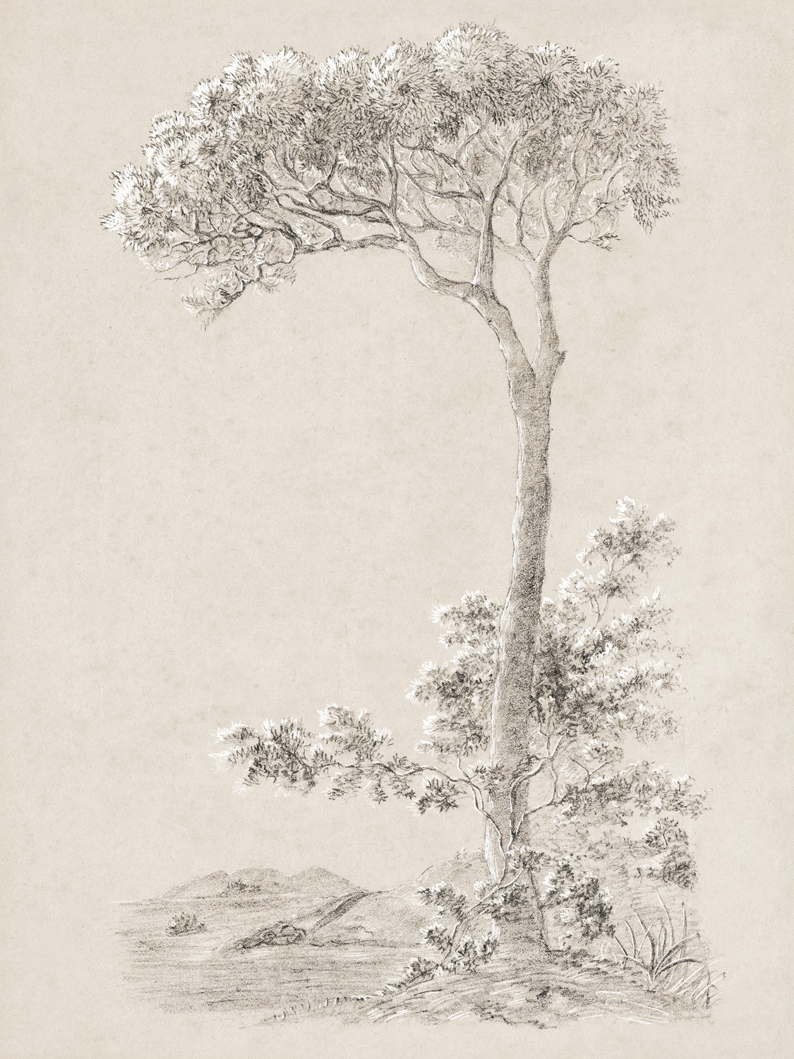 Tree Study - Graphite and Gouache VI - Gallery Wrap Canvas