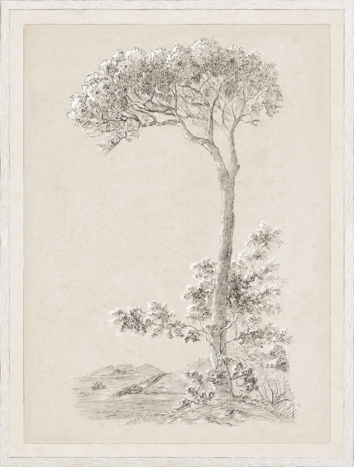 Tree Study - Graphite and Gouache VI - Large