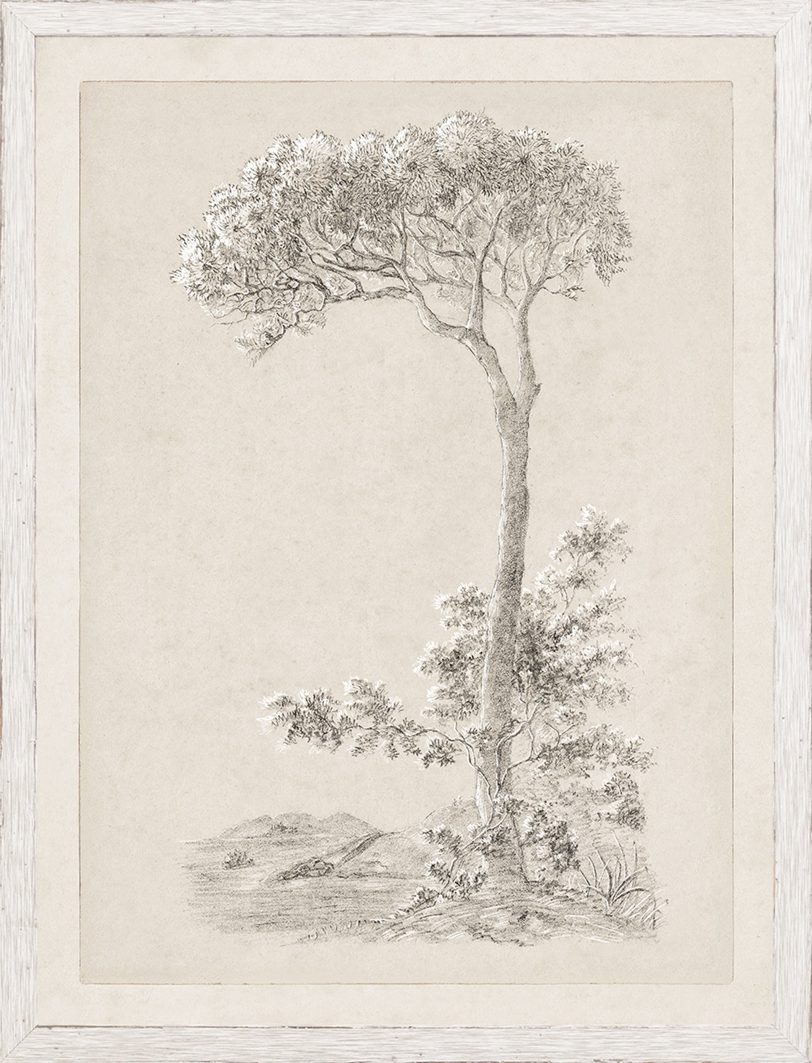 Tree Study - Graphite and Gouache VI - Small