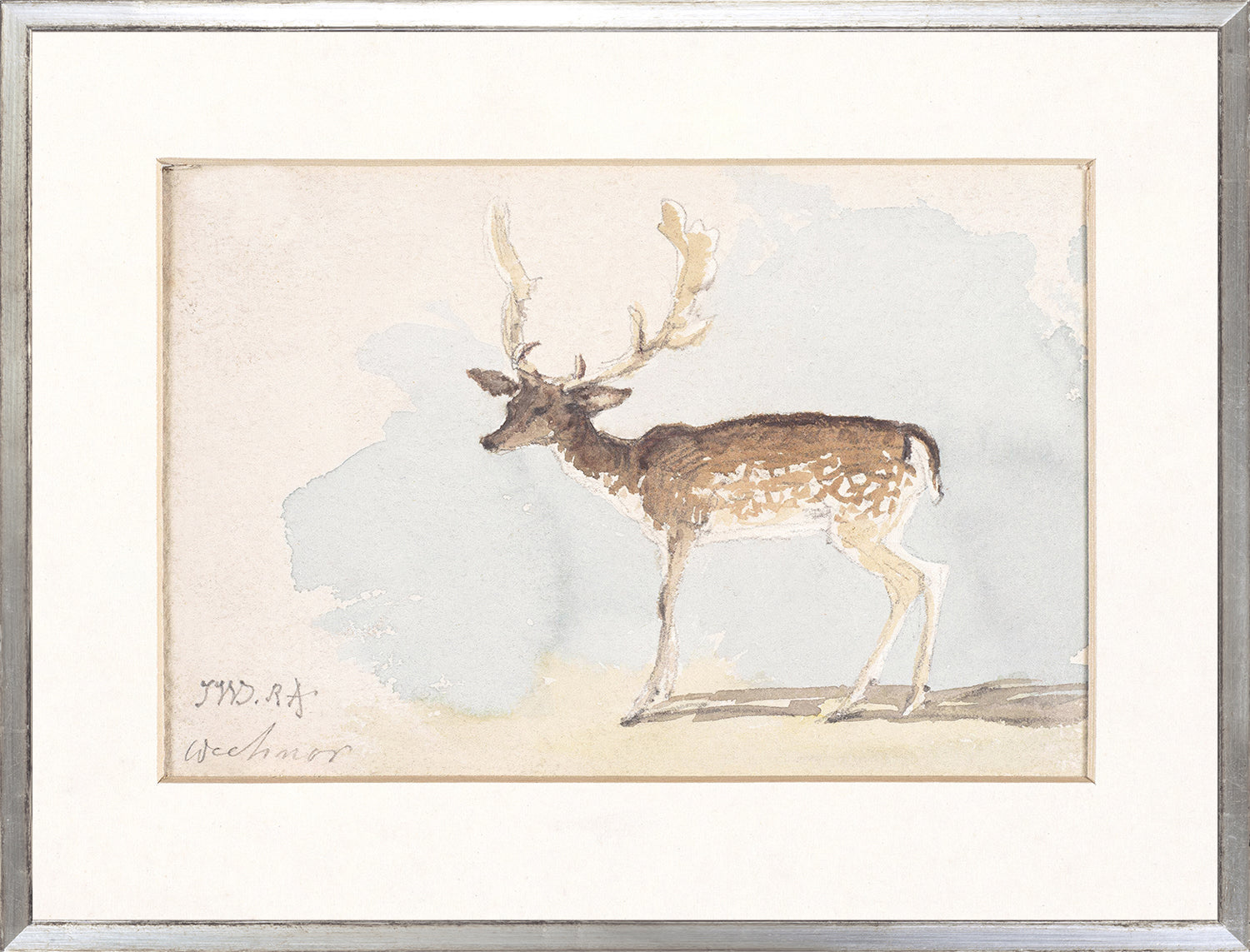 Collection 24 - Watercolour Deer Study C. 1822 - Large