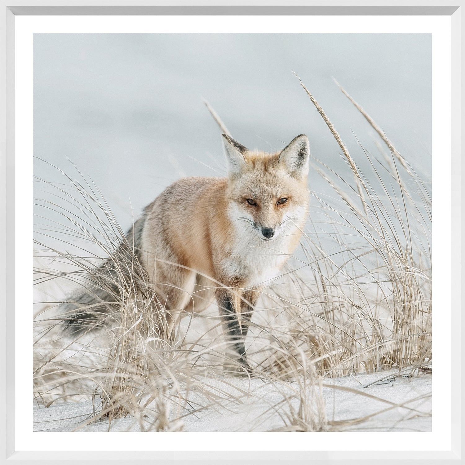 Fox on the Beach - Mod. Farm Mini - White