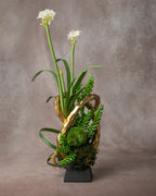 Edition White 48 Inch